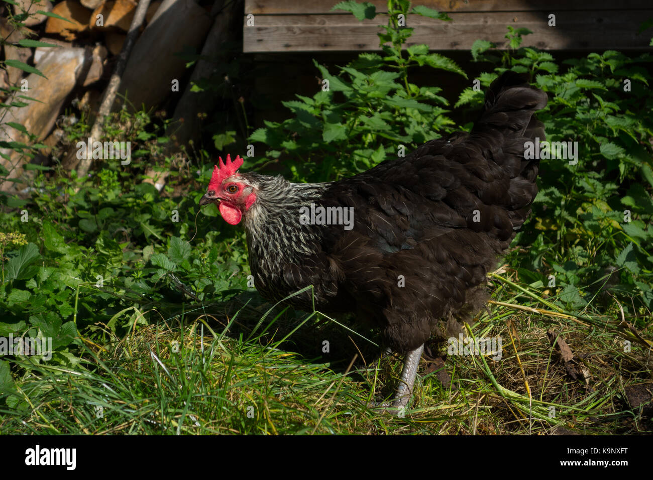 Speckledy Hybrid Chicken free range in back garden. UK Stock Photo