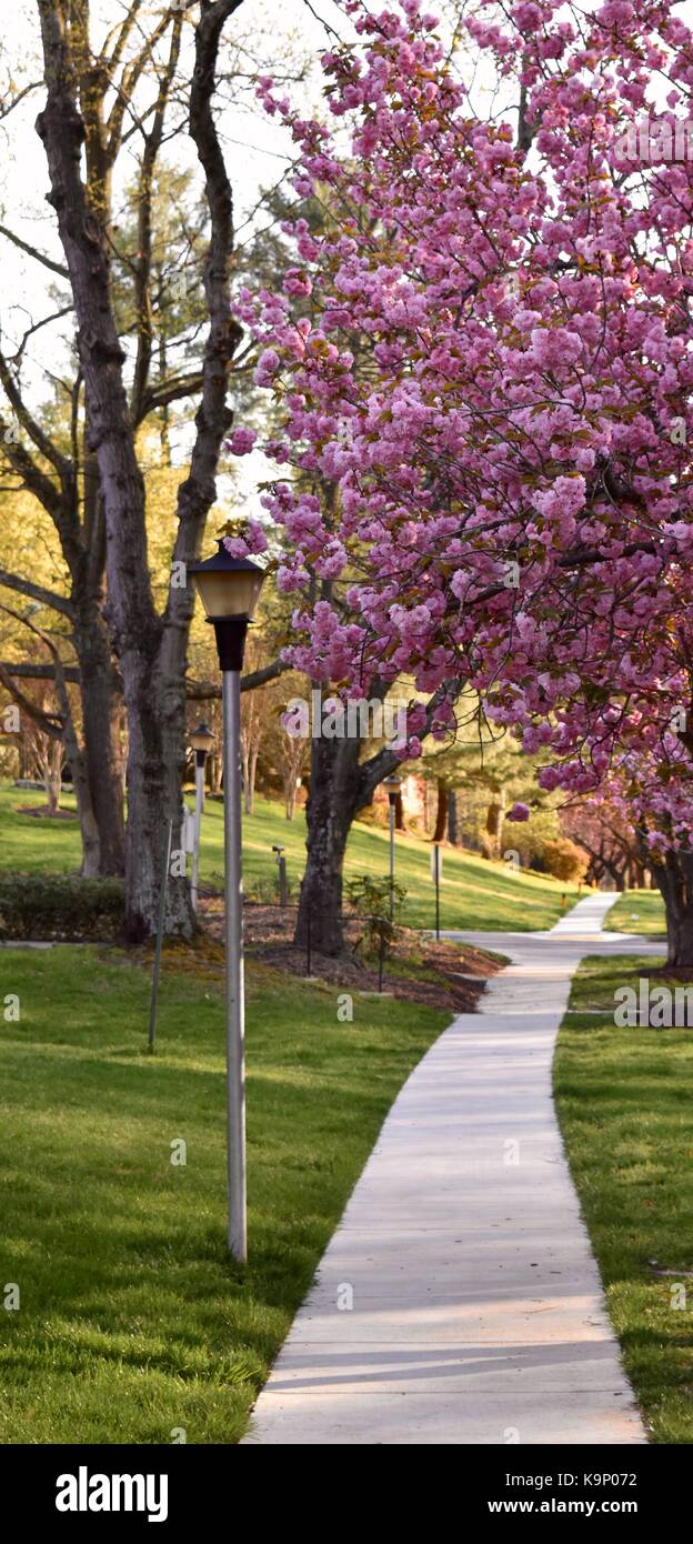 cherry trail Stock Photo
