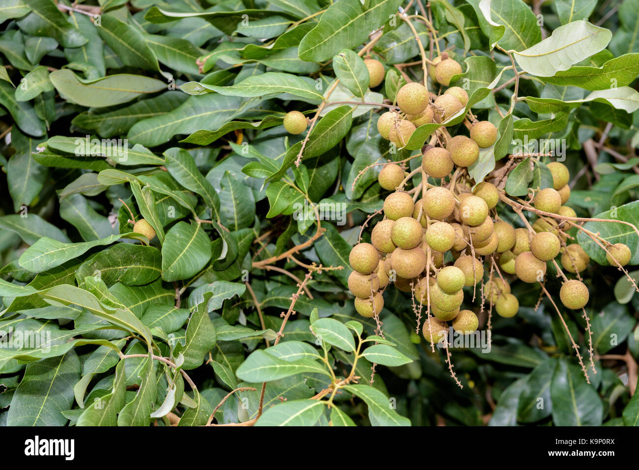 Longan Tree High Resolution Stock Photography And Images Alamy