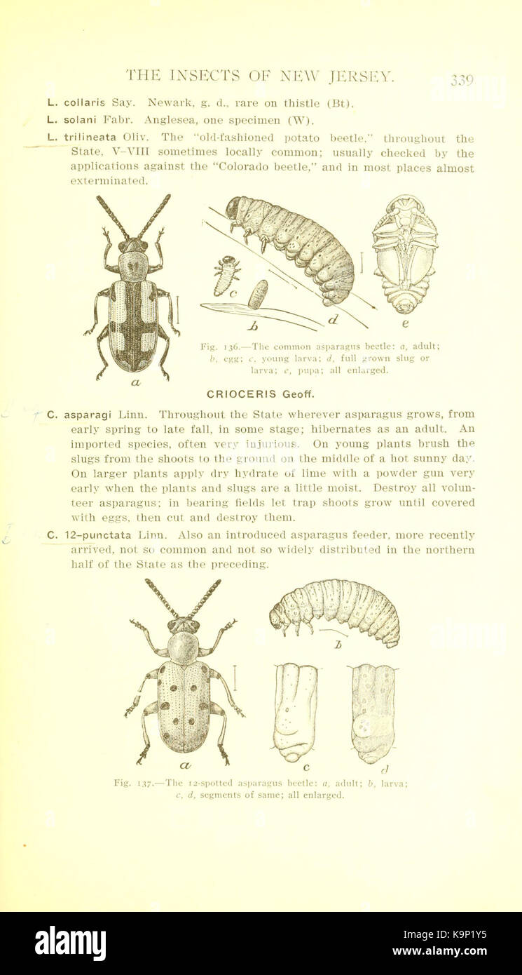Study on coleoptera order hi-res stock photography and images - Alamy