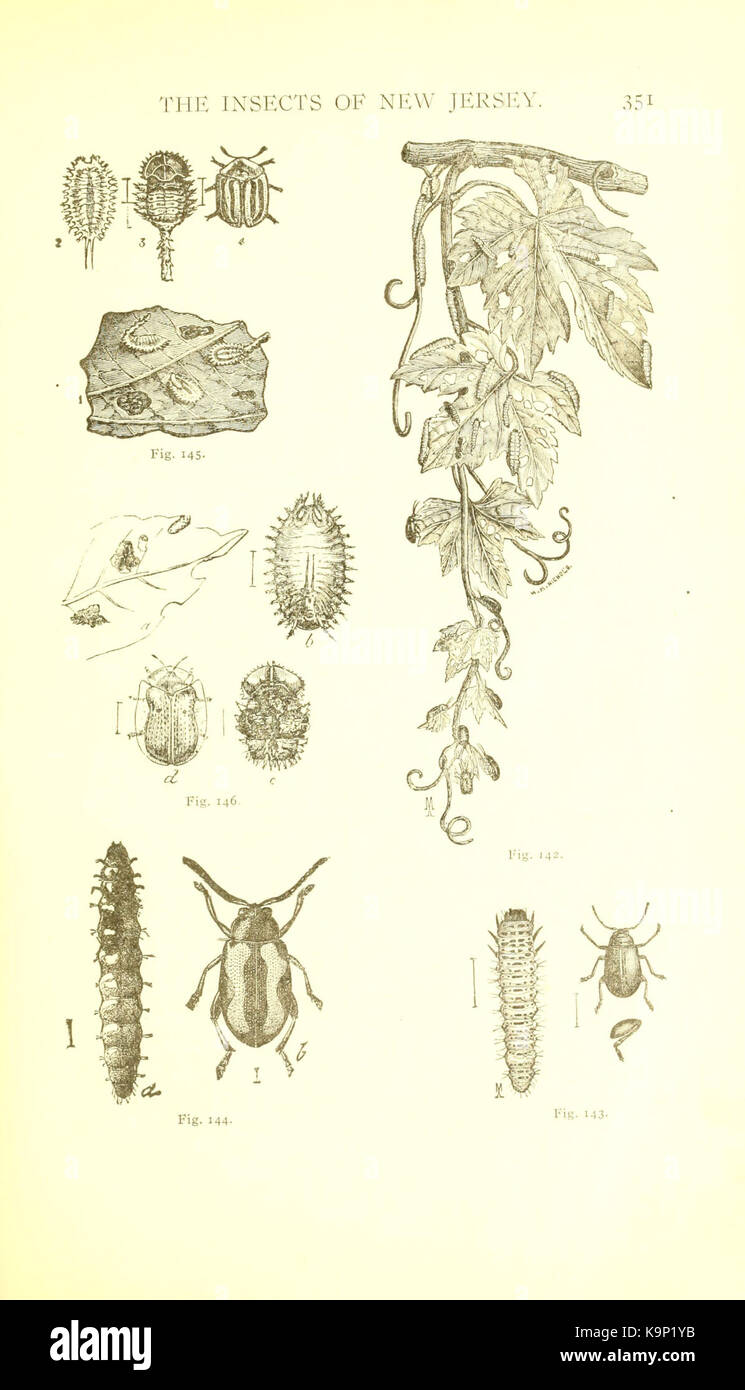 Coleoptera Order Insects The insects of the order coleoptera hi-res stock photography and images ...