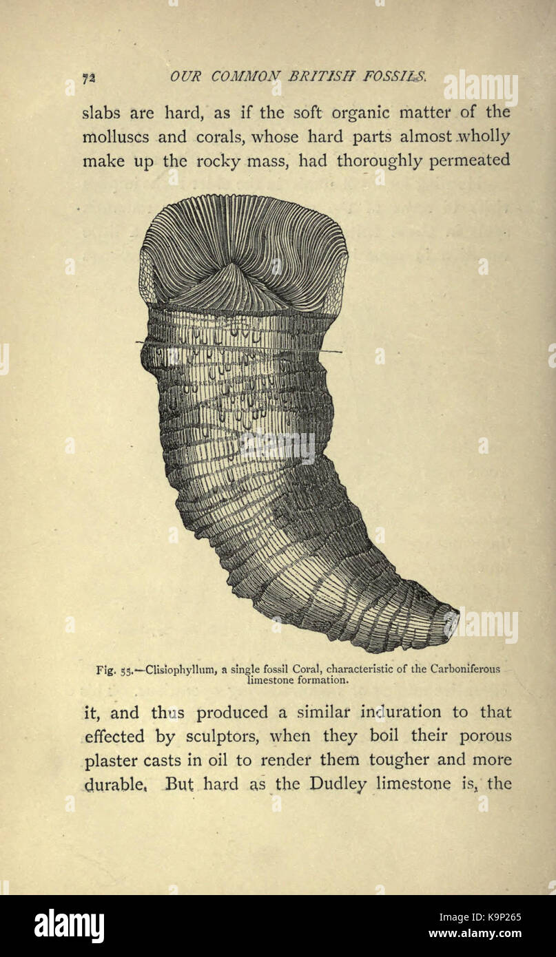 Our common British fossils and where to find them (Page 72) BHL22164828 ...