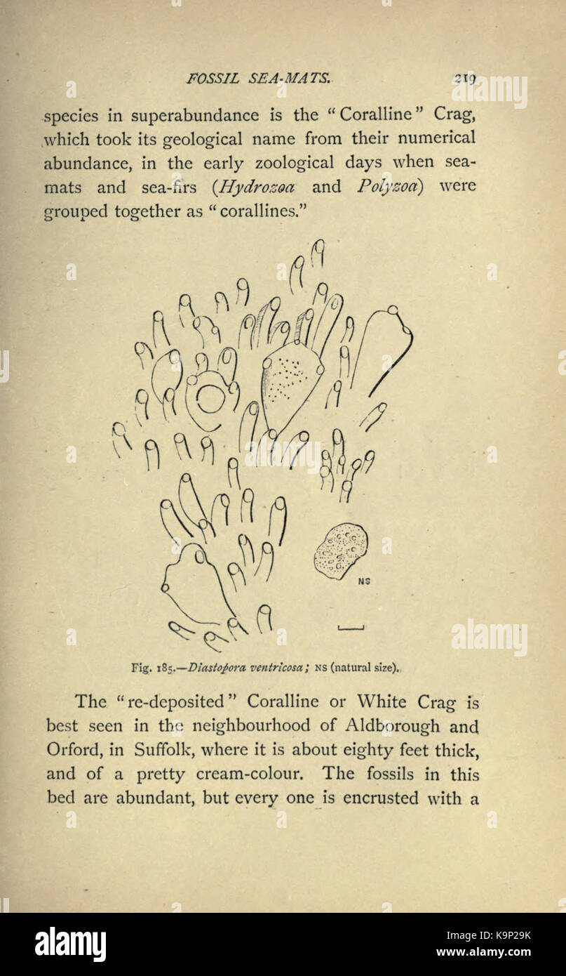 Our common British fossils and where to find them (Page 219) BHL22164975 Stock Photo