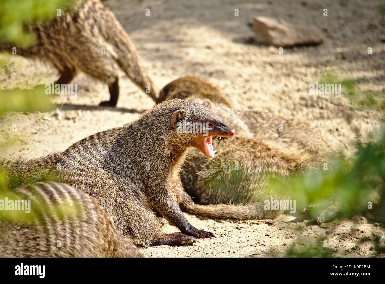 Banded mongoose baring its sharp fangs Stock Photo