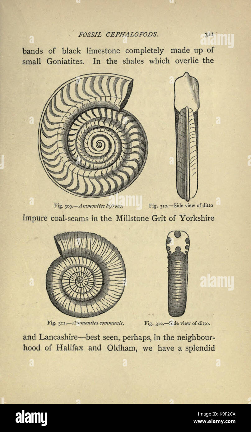 Our common British fossils and where to find them (Page 311 ...