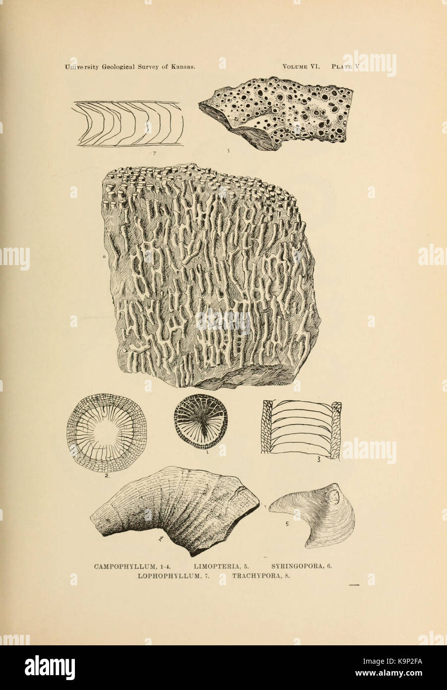 Classification in paleontology hi-res stock photography and images - Alamy