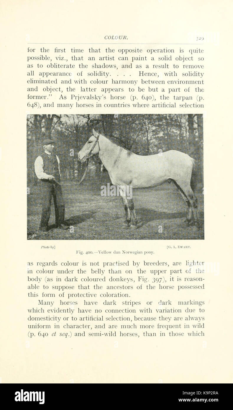 Points of the horse (Page 329) BHL9406883 Stock Photo