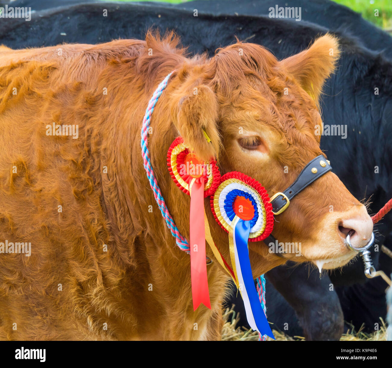 Prize winning Limousin Heifer called Almande Luscious  with winners rosettes at the Stokesley Agricultural Show 2017 Stock Photo