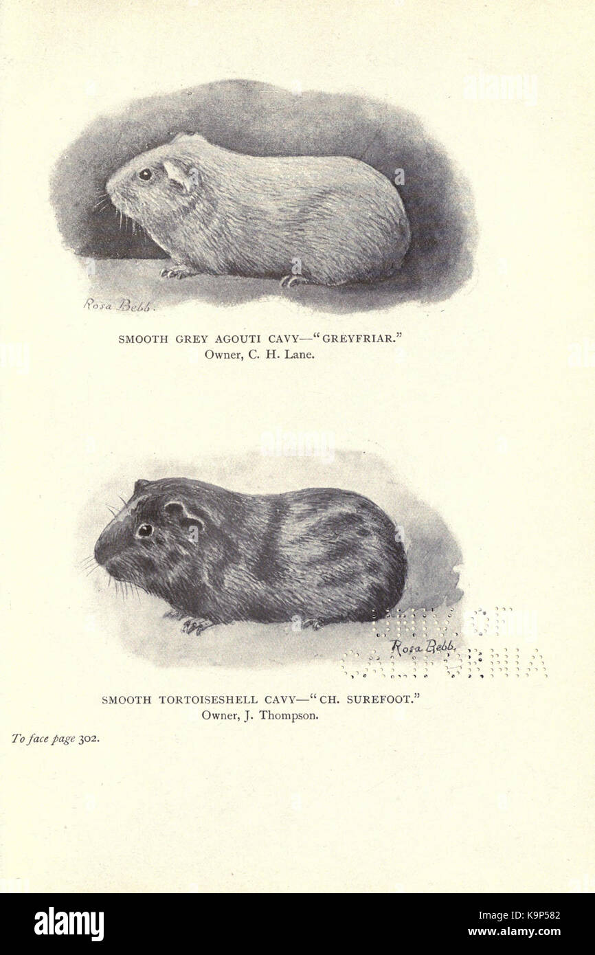 A detailed illustration of rabbits, cats, and cavies, focusing on their ...