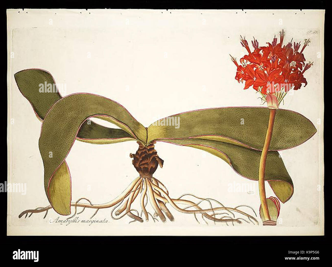 Plantarum rariorum horti caesarei Schoenbrunnensis descriptiones et
