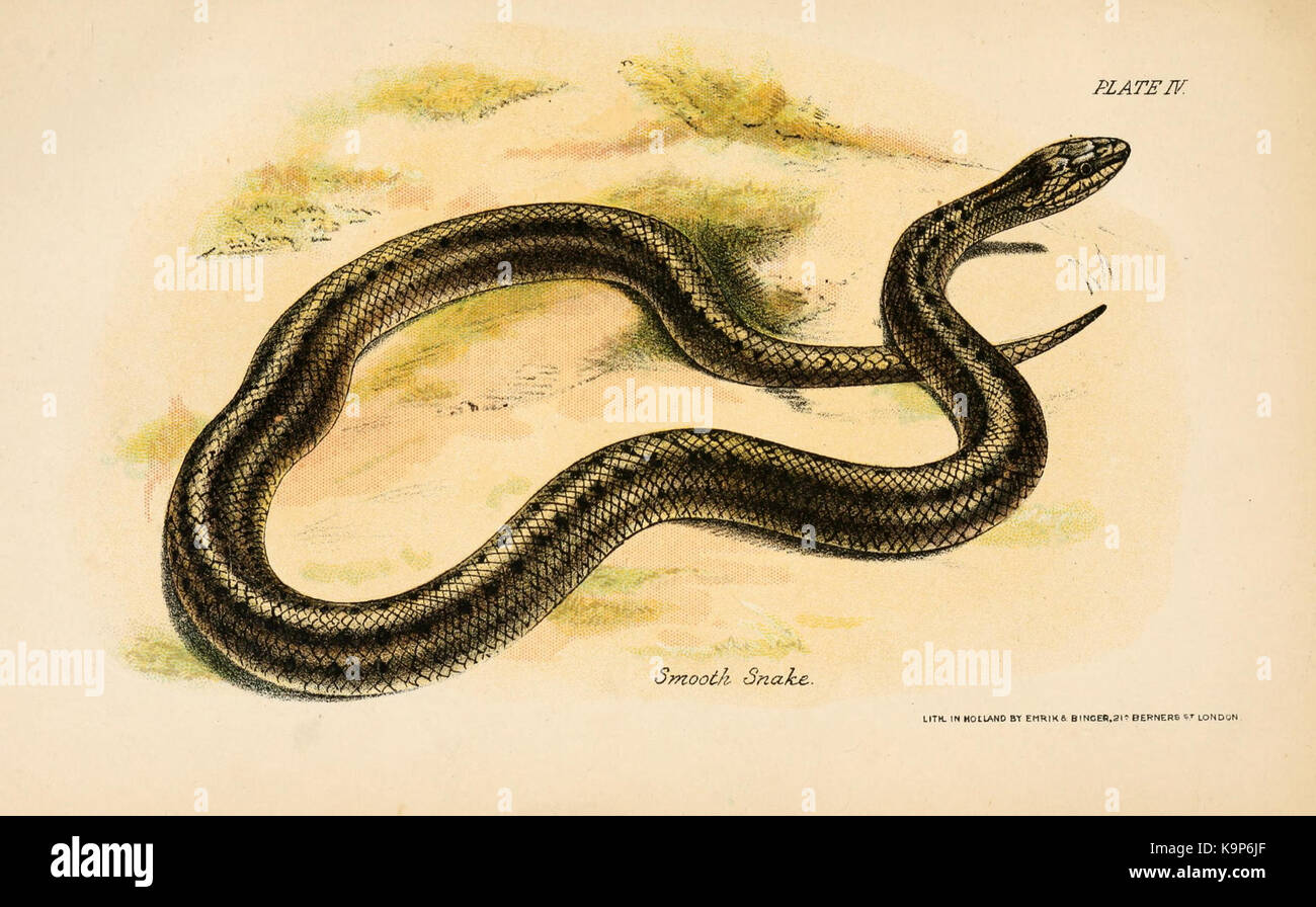Our reptiles and batrachians BHL3385527 Stock Photo - Alamy