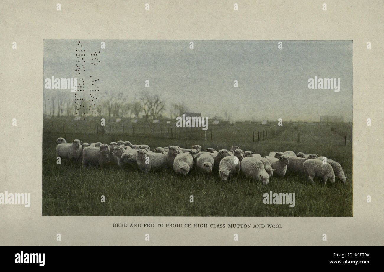 Productive sheep husbandry BHL19262561 Stock Photo Alamy