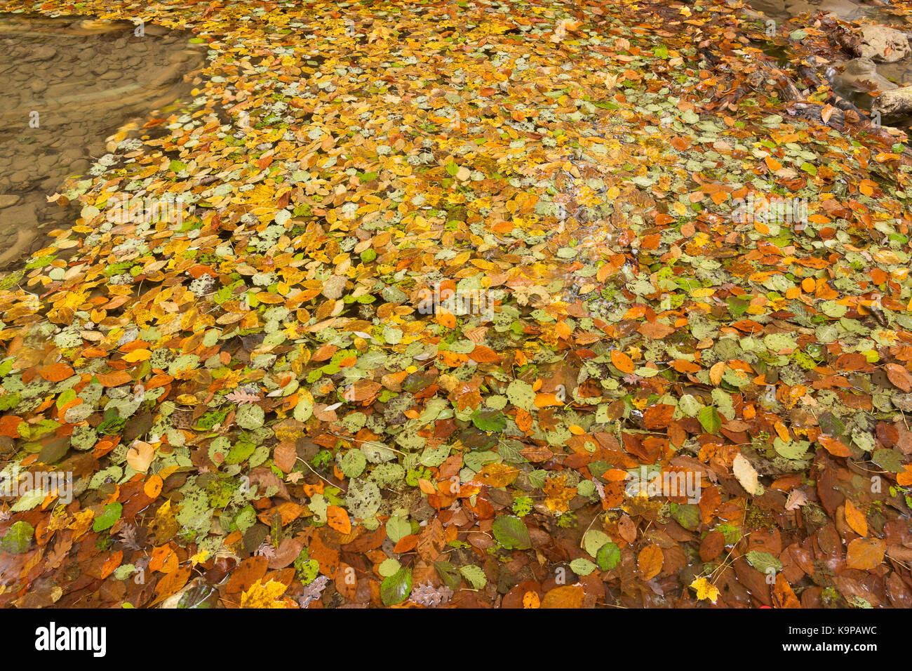 backdrop, nature, autumn concept. ravishing background of carpet composed of dead leaves of all colores that can be imagined, they are lied in the pool and glittering Stock Photo