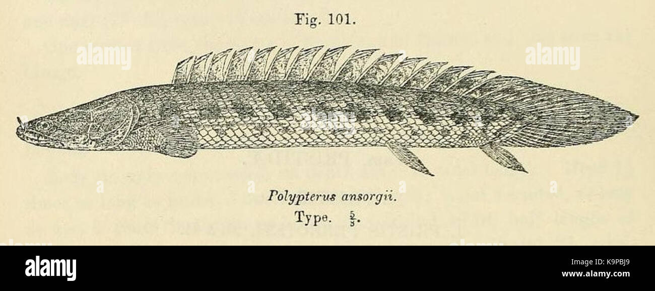 Polypterus ansorgii Stock Photo