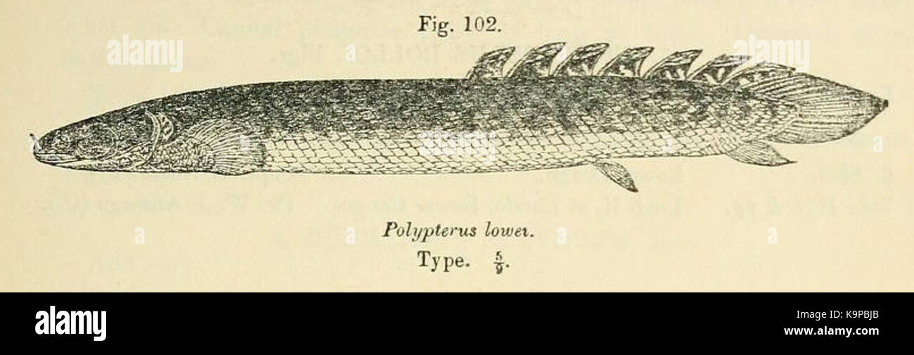 Polypterus palmas2 Stock Photo