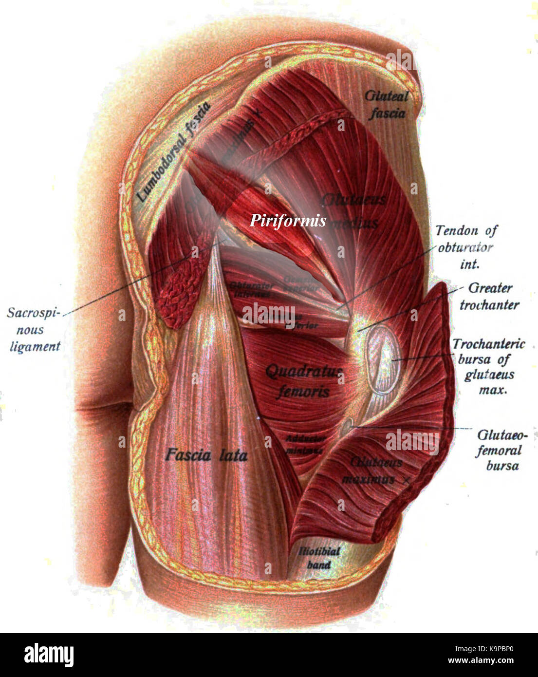 Piriformis hi-res stock photography and images - Alamy