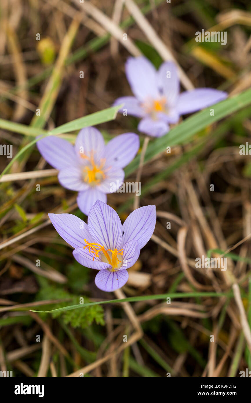 botany, seasoning, gardening concept. close up of small and ravishing flowers of saffron with big petals and extremely thin stem, they have wonderful lilac color and bright core Stock Photo