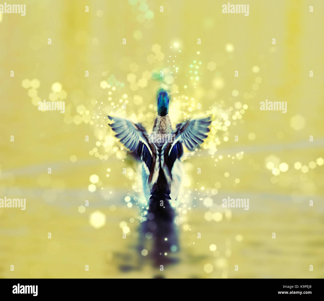 Mallard duck - Anas platyrhynchos - fly out of yellow water. Bird scene. Shimmering background. Beauty photo filter. Stock Photo