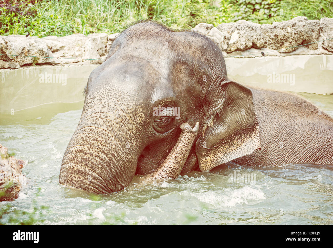 Elephant taking a refreshing dip in the water. Animal theme. Funny photo.  Beauty in nature. Yellow photo filter Stock Photo - Alamy