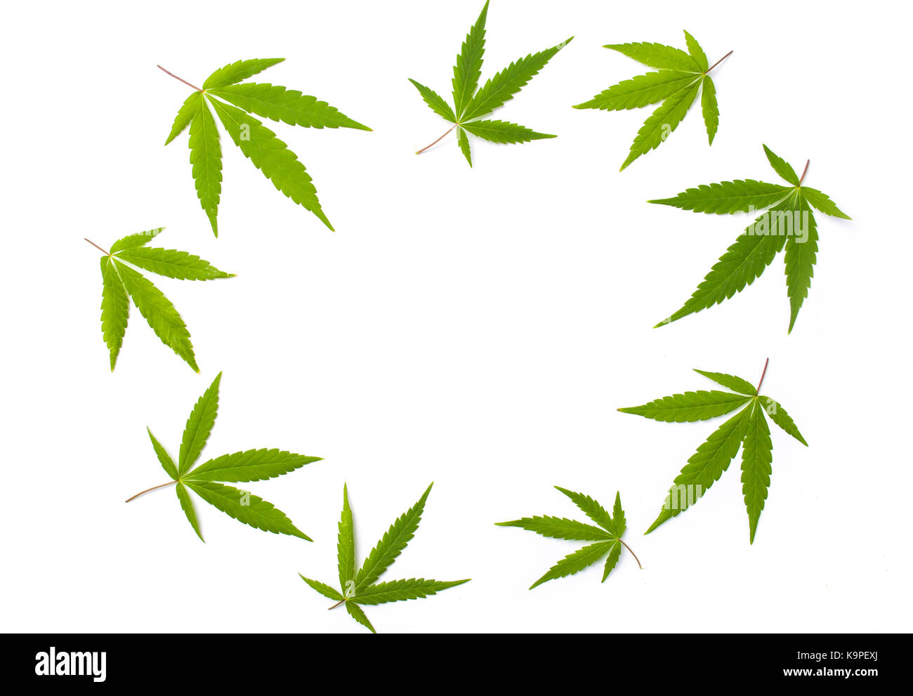 marijuana leafs isolated on white with copyspace Stock Photo