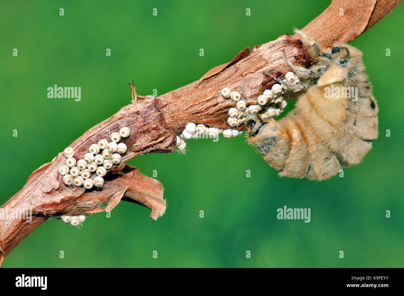 Vapourer moth (Orgyia antiqua) flightless female laying eggs Stock Photo