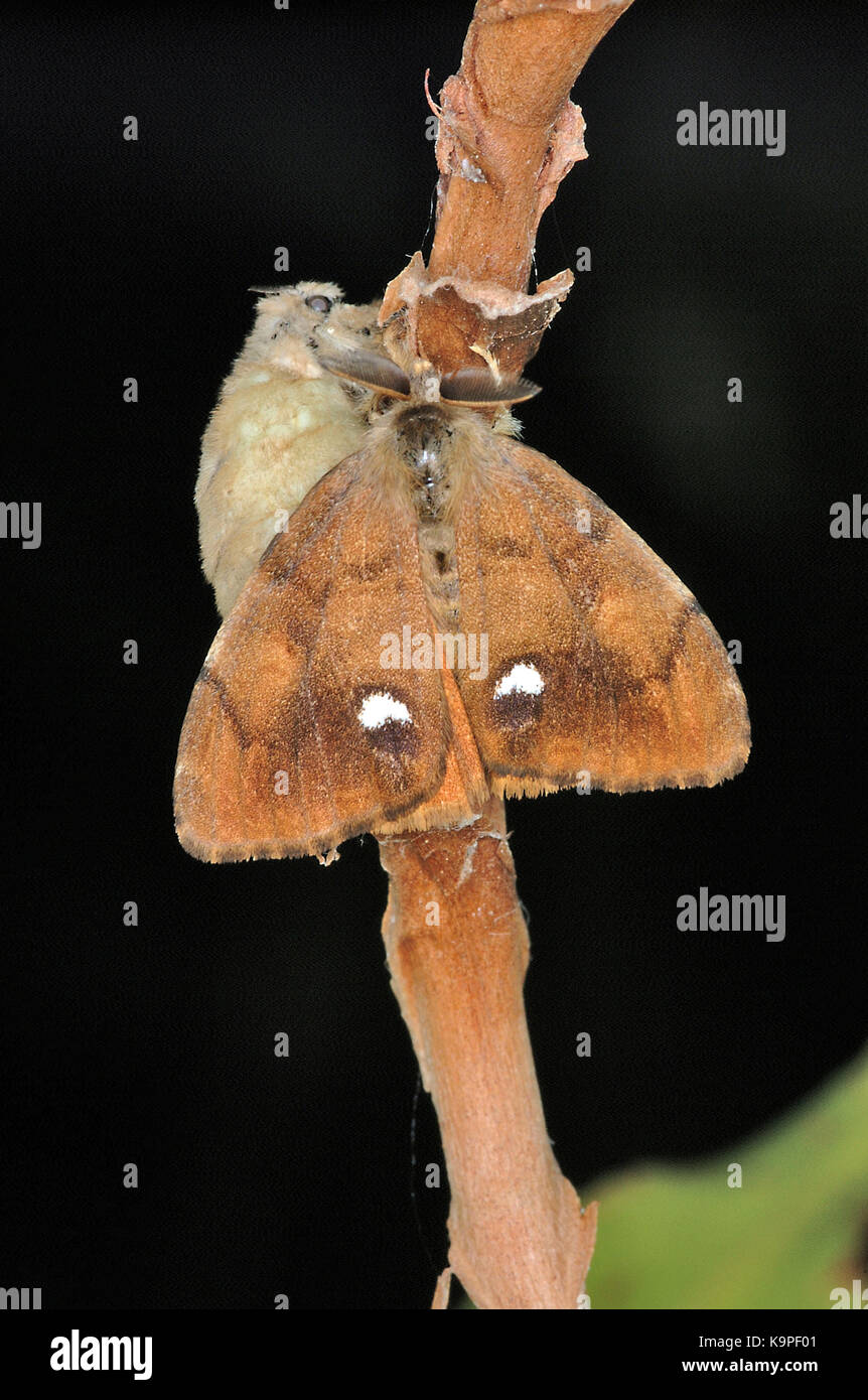 Vapourer moth (Orgyia antiqua) flightless female and day flying male mating Stock Photo