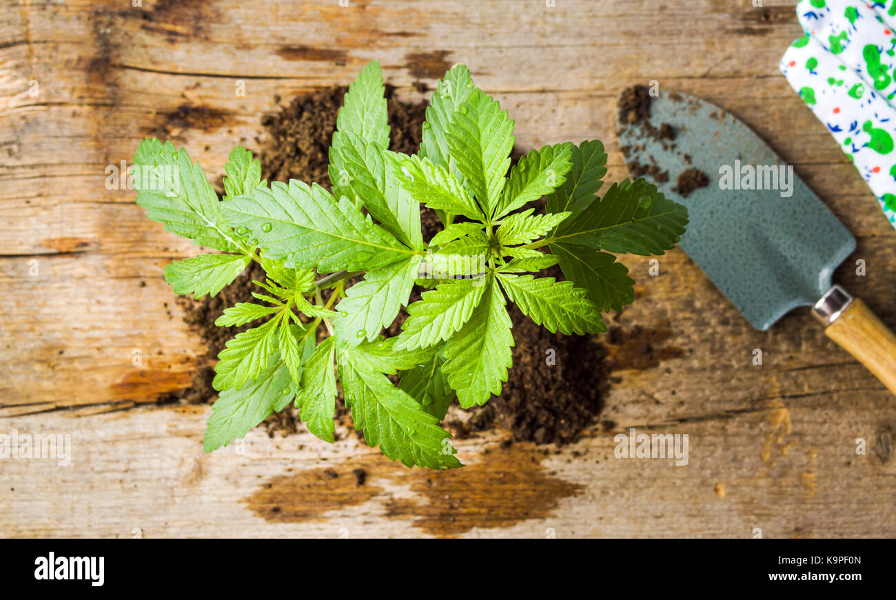 Marijuana plant growing from the ground with root Stock Photo