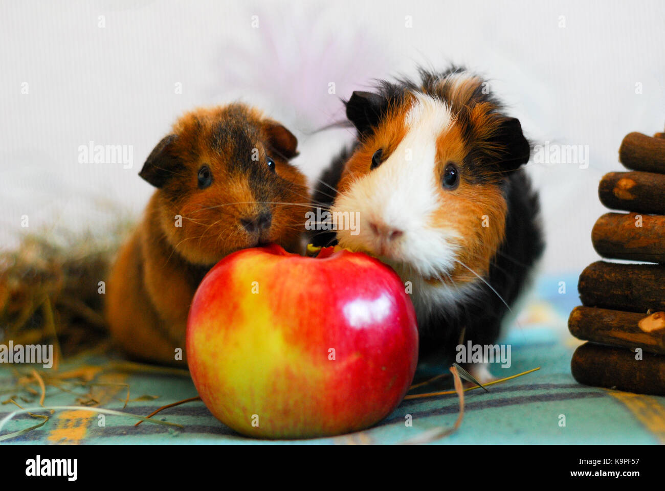 Two guinea pigs are eating an apple. Pet. Portrait of hamsters Stock Photo Alamy