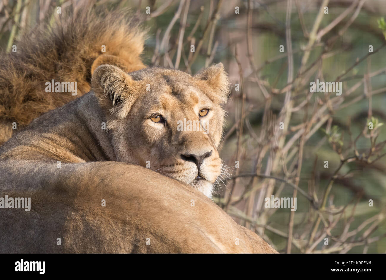 Close-up front view of Asiatic lioness at rest, staring at camera. Male lion (mane only) is visible behind, lying closely by her side in sun. Lions. Stock Photo
