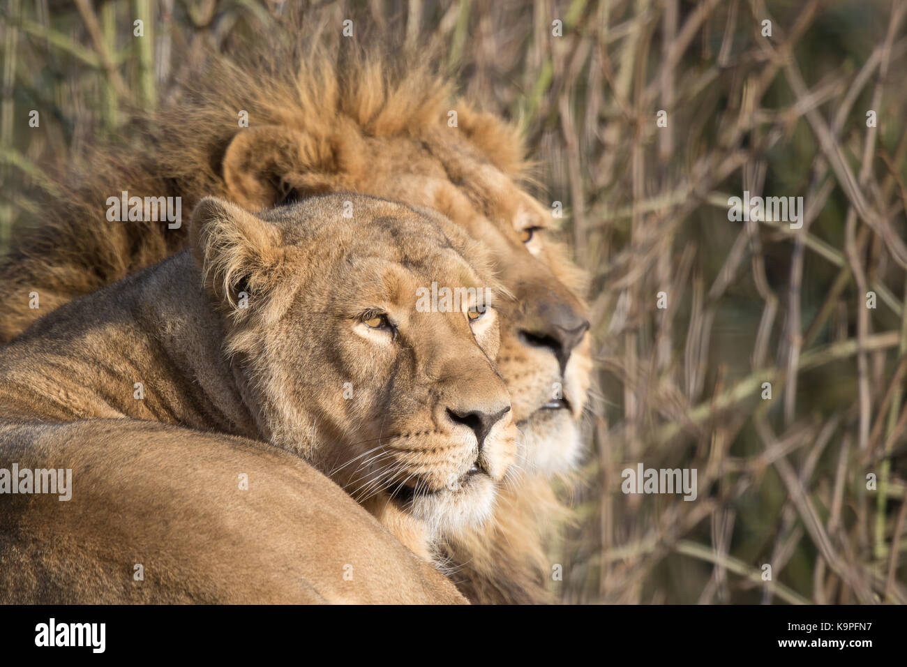 Close up Asiatic lions (Panthera leo persica) isolated outdoors relaxing in sunshine, Cotswold Wildlife Park UK. Lion & lioness together in captivity. Stock Photo