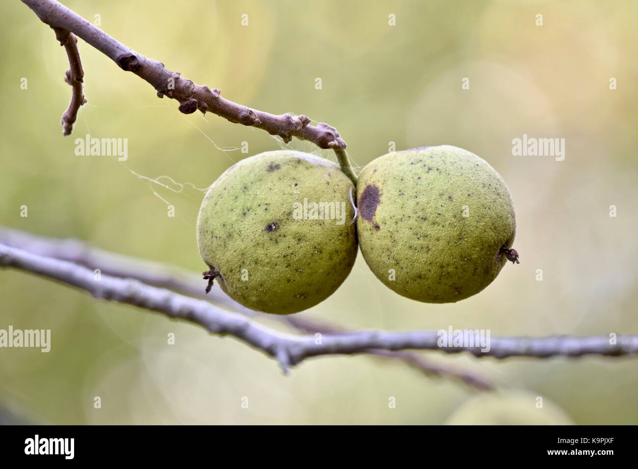 Pear like fruit bearing tree Stock Photo Alamy