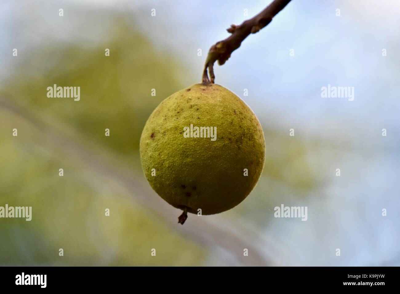 Pear like fruit bearing tree Stock Photo Alamy