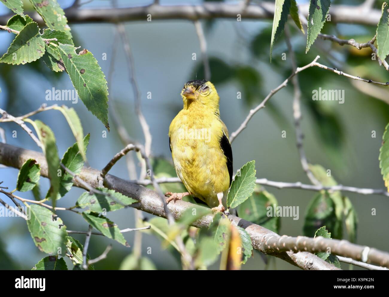 American Goldfinch juvenile (Spinus tristis) perched in a tree Stock Photo