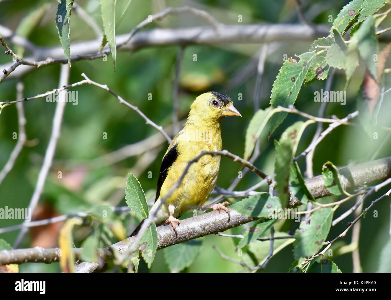 American Goldfinch juvenile (Spinus tristis) perched in a tree Stock Photo