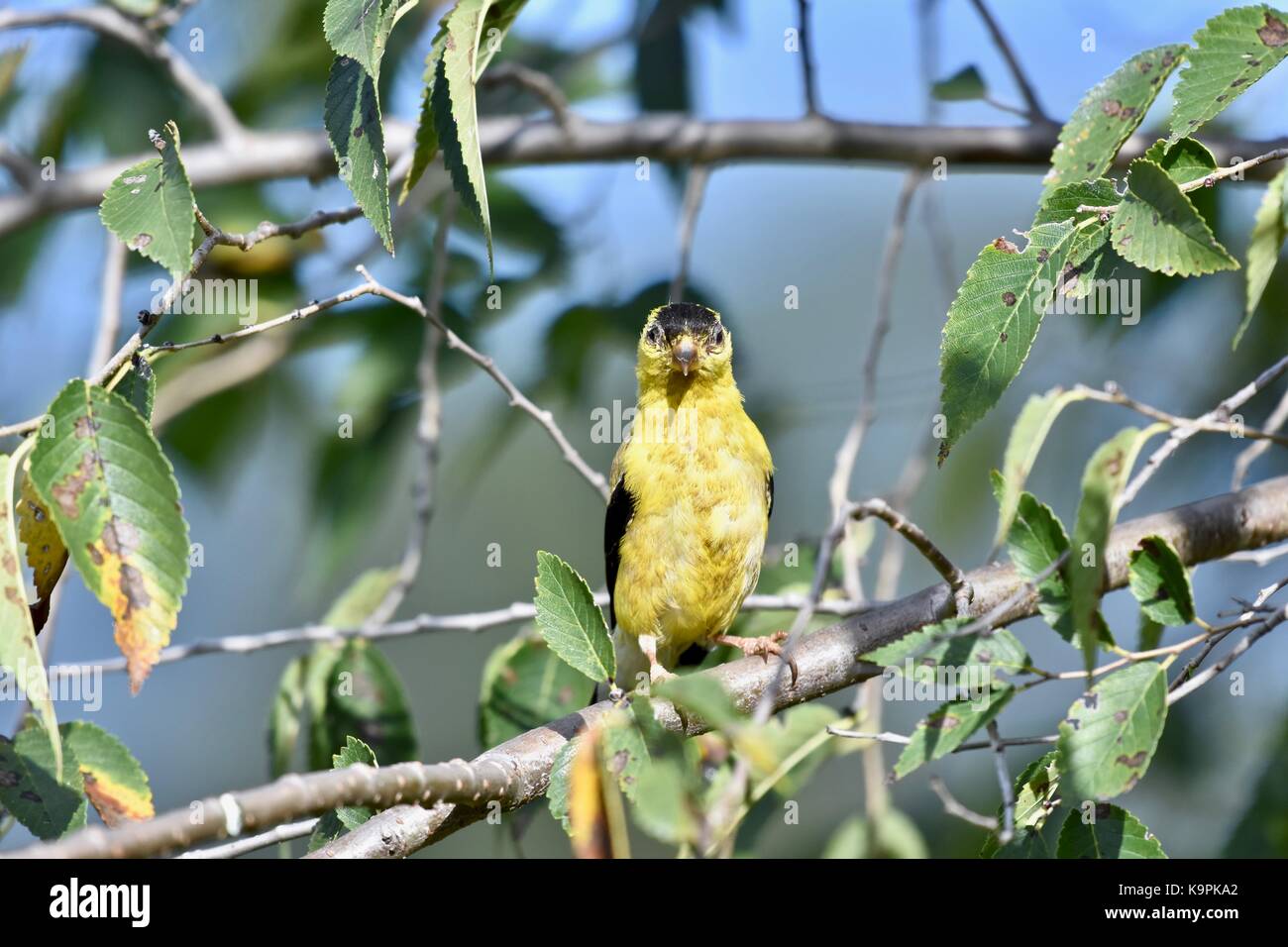 Juvenile american goldfinch hi-res stock photography and images - Alamy