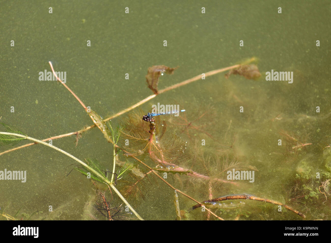 Blue dragonflies hovering over a green pond. Serenity of nature. Stock Photo