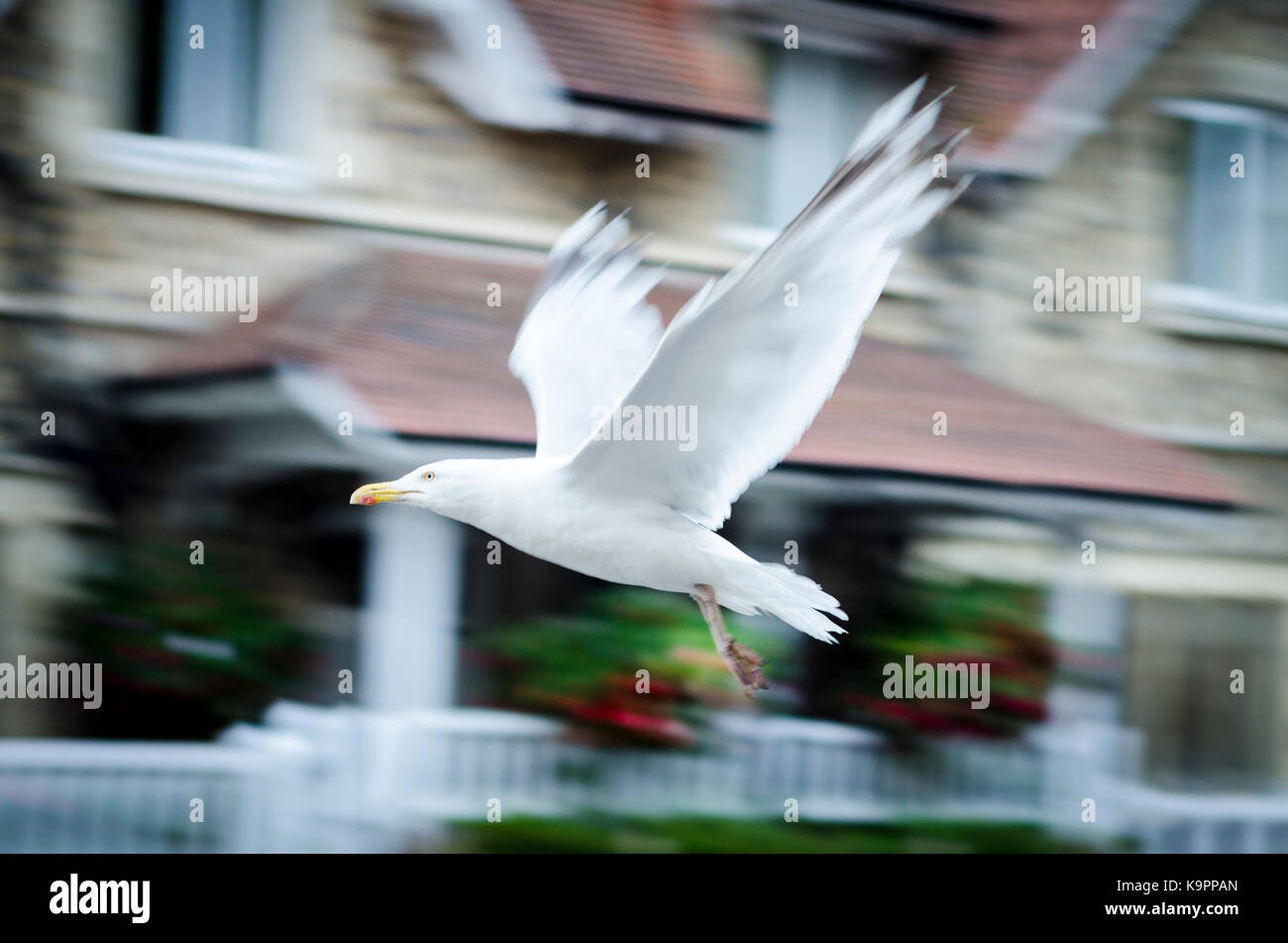 Western yellow-legged gull or seagull in flight - seabird, Laridae, Lari, Charadriiformes, movement Stock Photo
