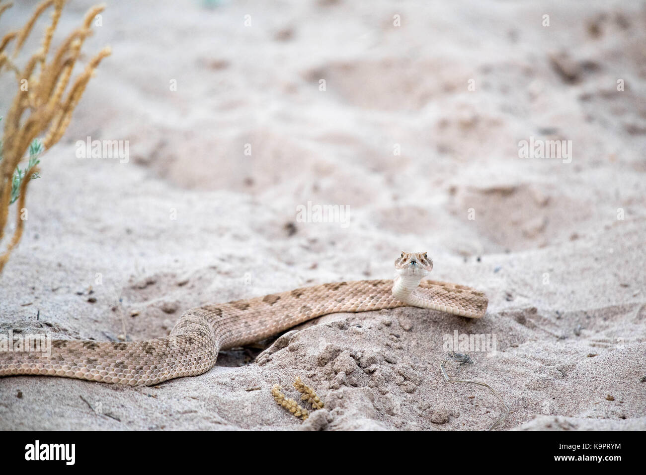 Prairie Rattlesnake, (Crotalus viridian), Bosque del Apache National ...