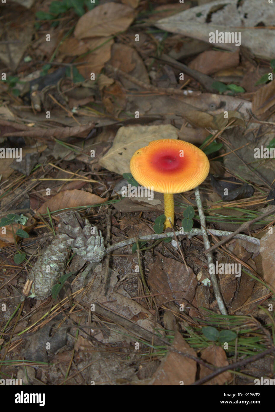 Red and yellow mushroom growing in a bed of fallen leaves and forest debris. Stock Photo