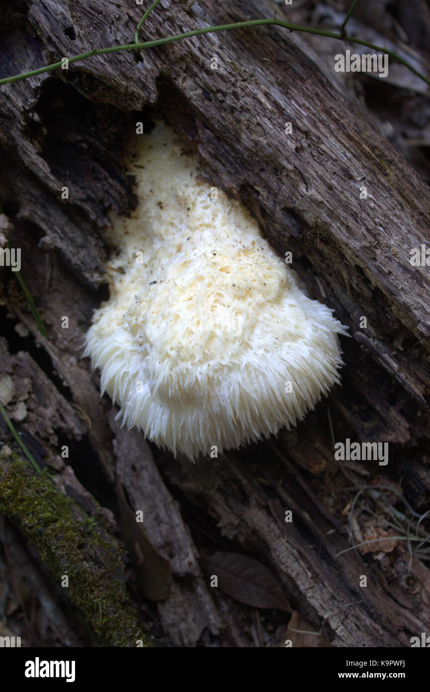 Lion's mane mushroom growing on log. Stock Photo