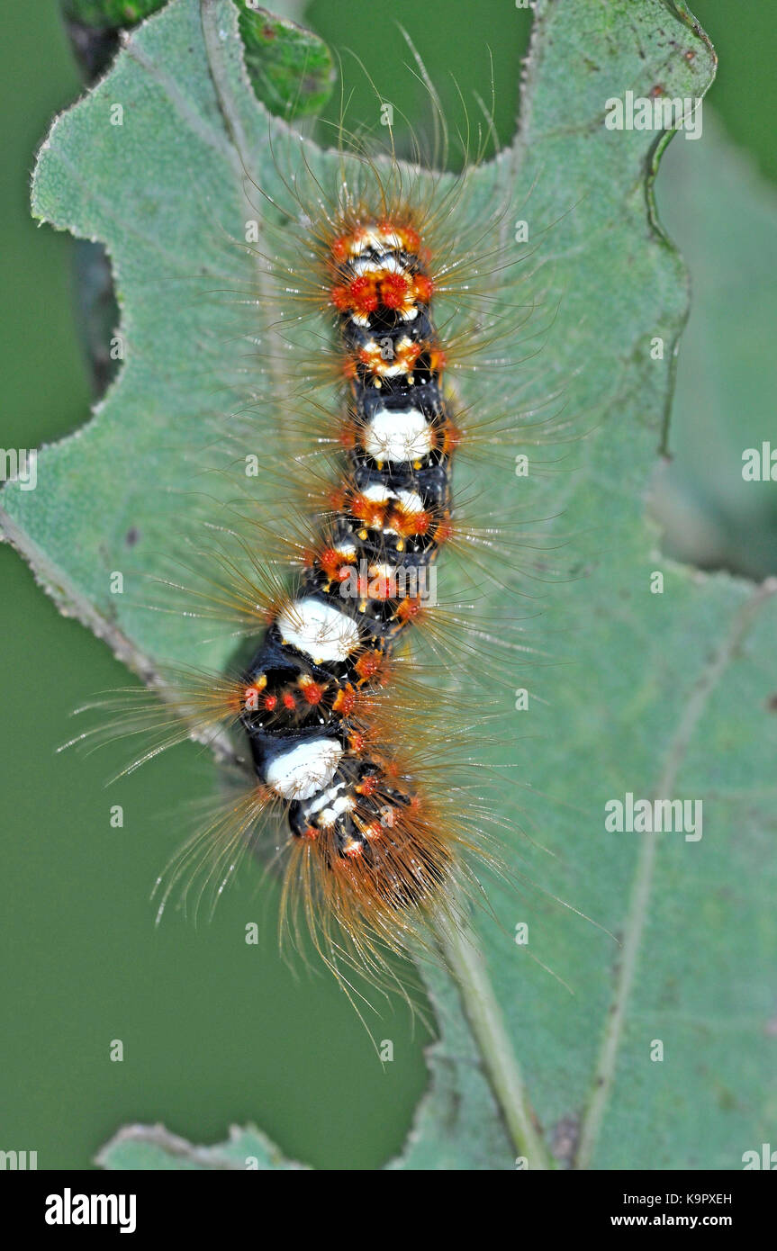 Scarce Merveille Du Jour Moth (Griposia aprilina) caterpillar feeding on oak leaf Stock Photo