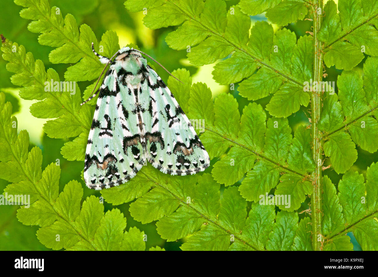 Scarce Merveille Du Jour Moth (Griposia aprilina) resting on a fern Stock Photo