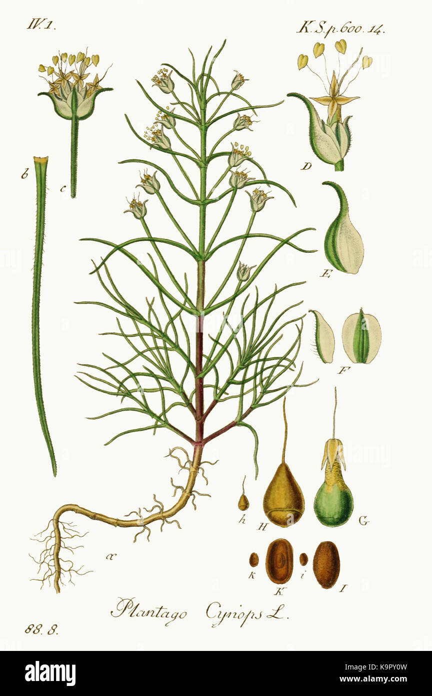 Plantago sempervirens   Deutschlands flora in abbildungen nach der natur   vol. 19   t. 88.8 Stock Photo