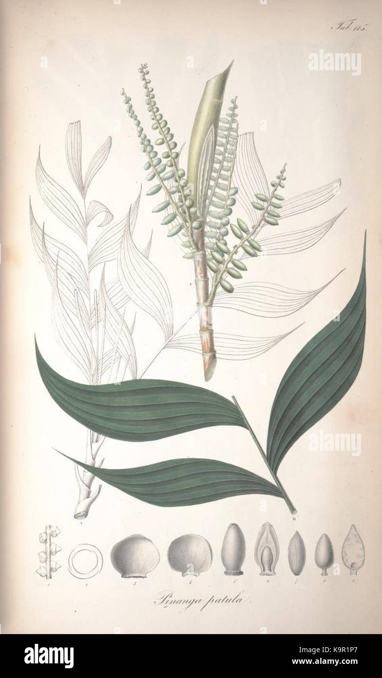 Pinanga patula Blume et al. Stock Photo