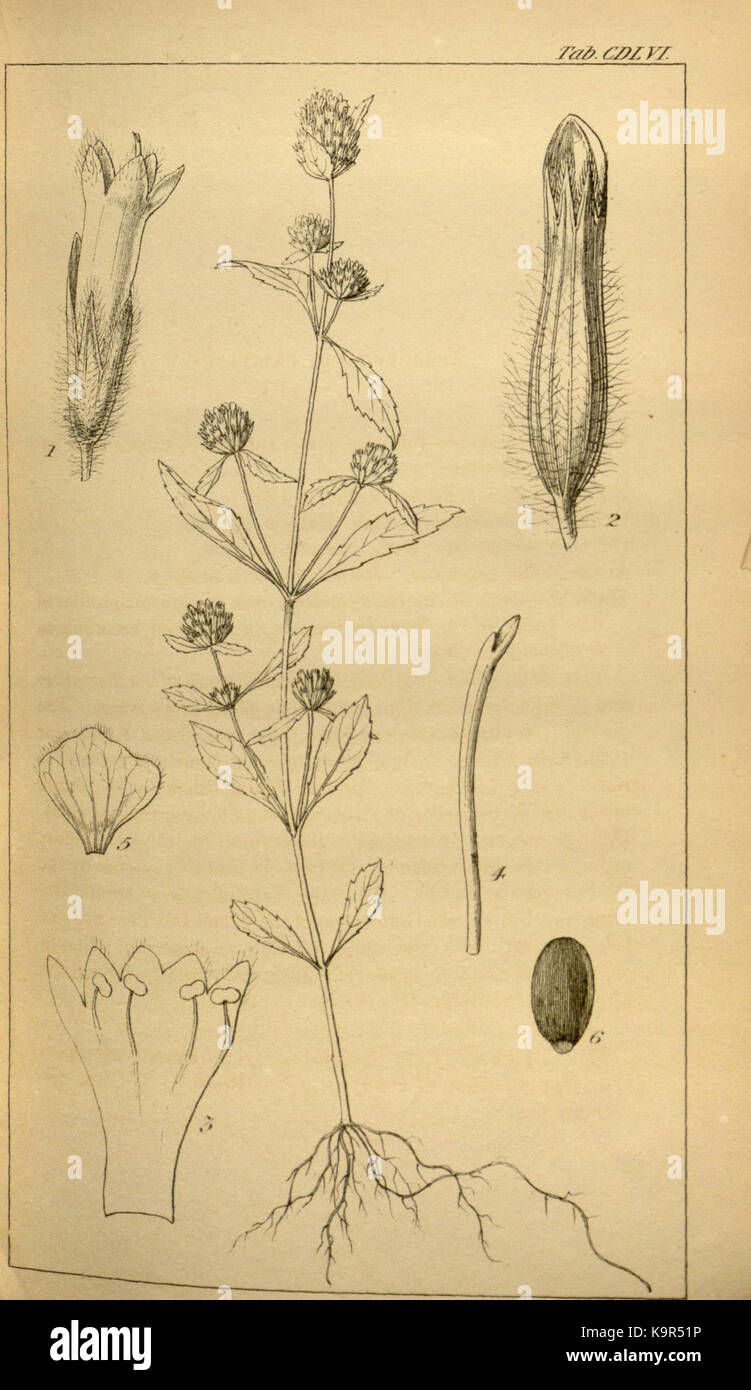 Platostoma hispidum (L.) A.J.Paton Stock Photo