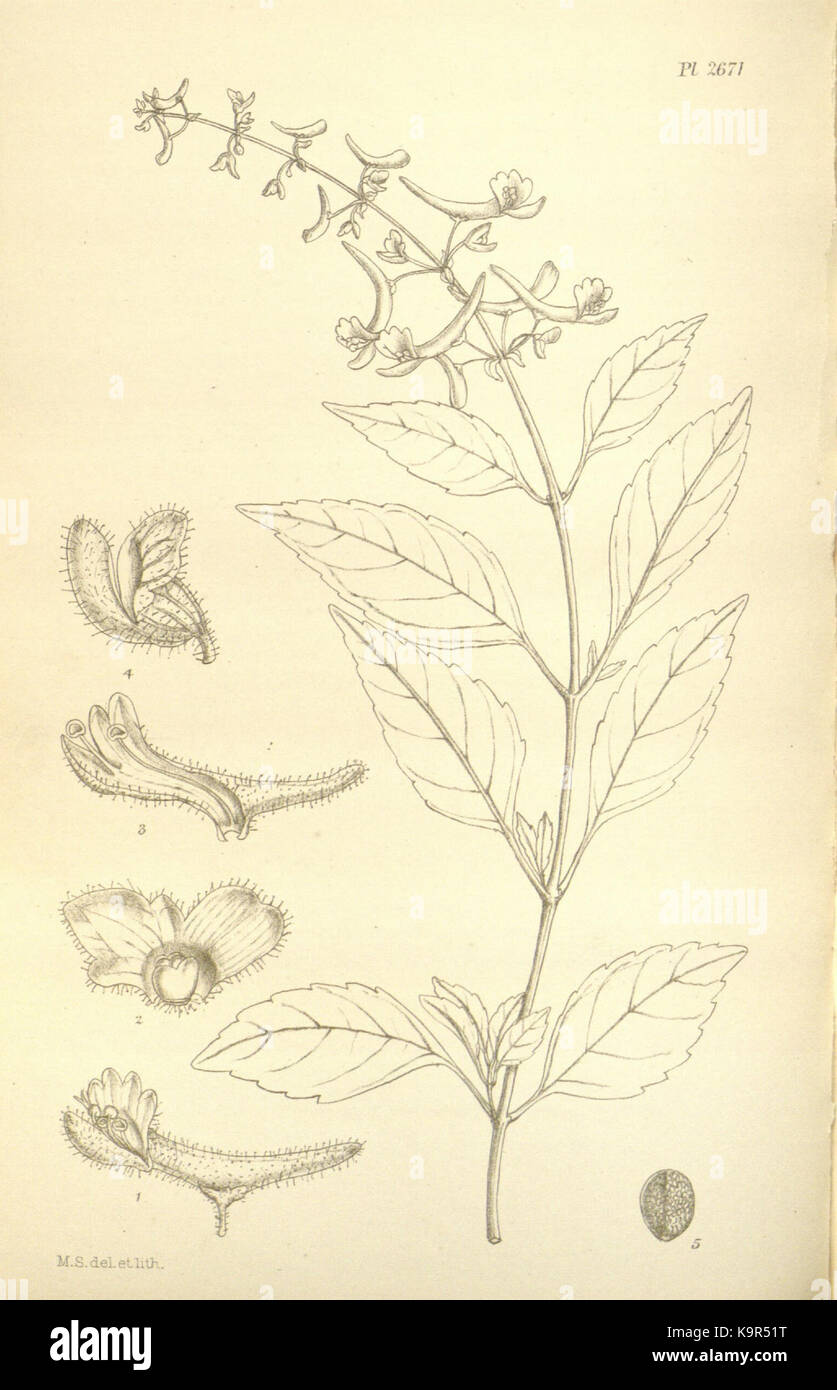 Platostoma calcaratum (Hemsley) A.J.Paton Stock Photo