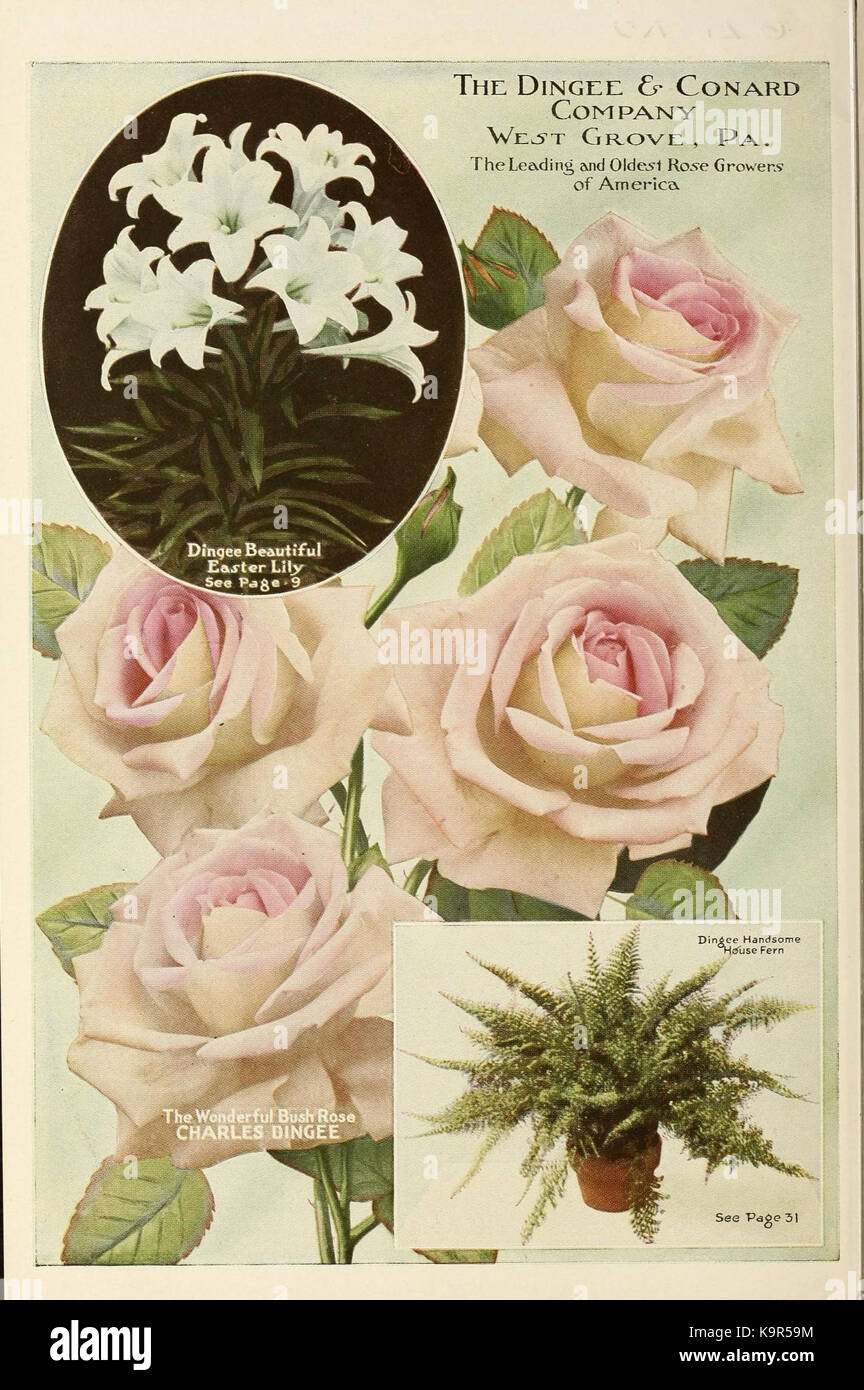 Our New Guide To Rose Culture 16869924017 Stock Photo Alamy Our New Guide To Rose Culture 16869924017 Stock Photo Alamy
