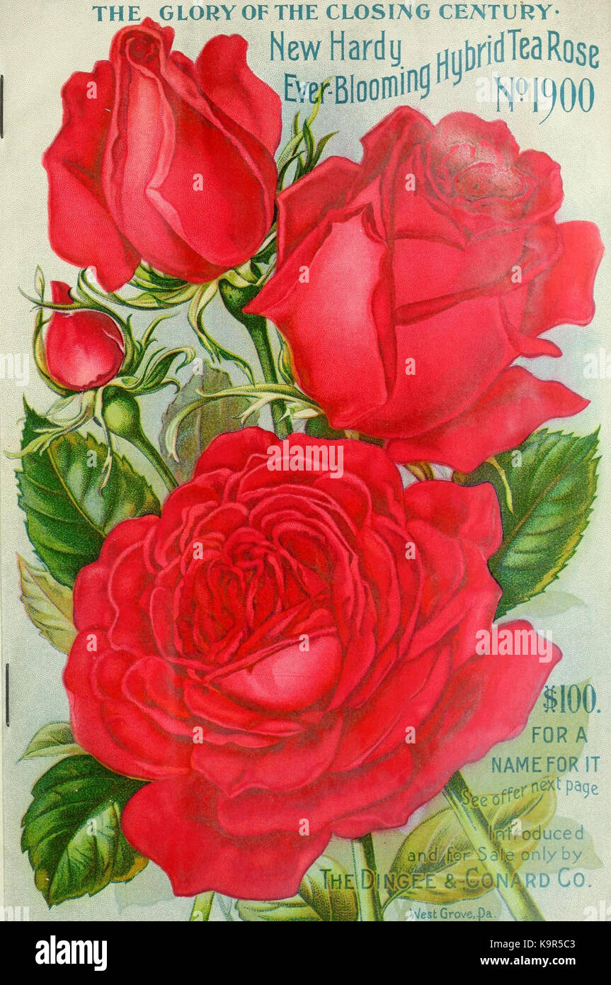 Our New Guide To Rose Culture 15949087094 Stock Photo Alamy Our New Guide To Rose Culture 15949087094 Stock Photo Alamy
