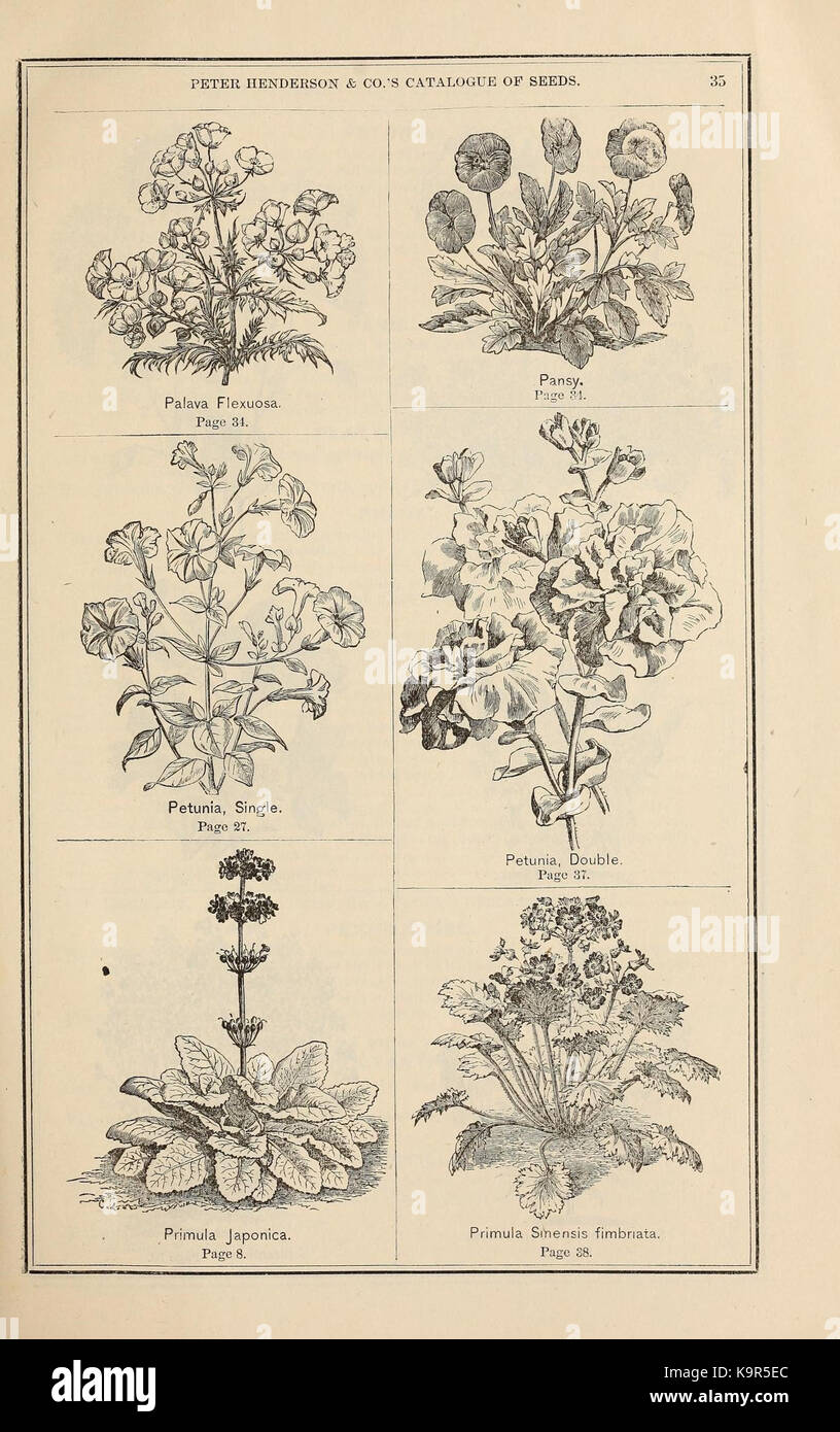 Peter Henderson and Co's seed catalogue (16437031025 Stock Photo Alamy