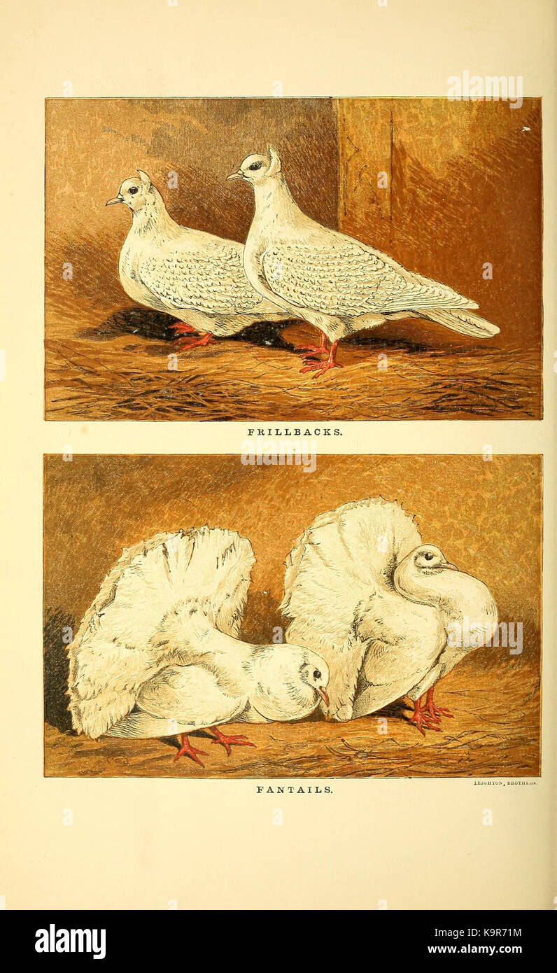 Pigeons (Plate XI) (7949253986 Stock Photo Alamy